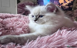 Ragdoll cats for sale: Champion blood dilute blue tabby ragdoll kitten - Image 8