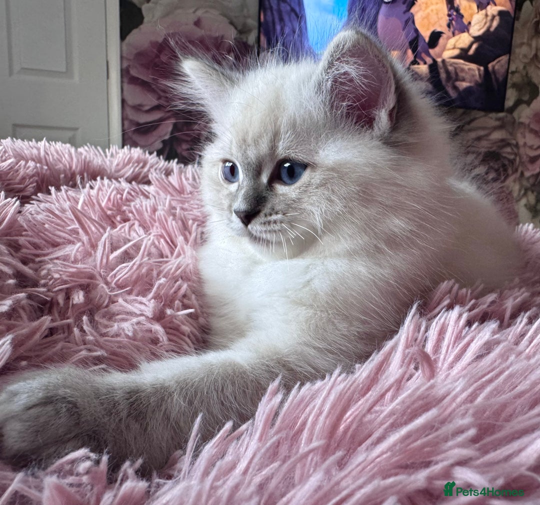 Ragdoll cats for sale: Champion blood dilute blue tabby ragdoll kitten - Image 8