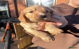 Cocker Spaniel dogs for sale: KC registered cocker spaniel pups for sale  - Image 3