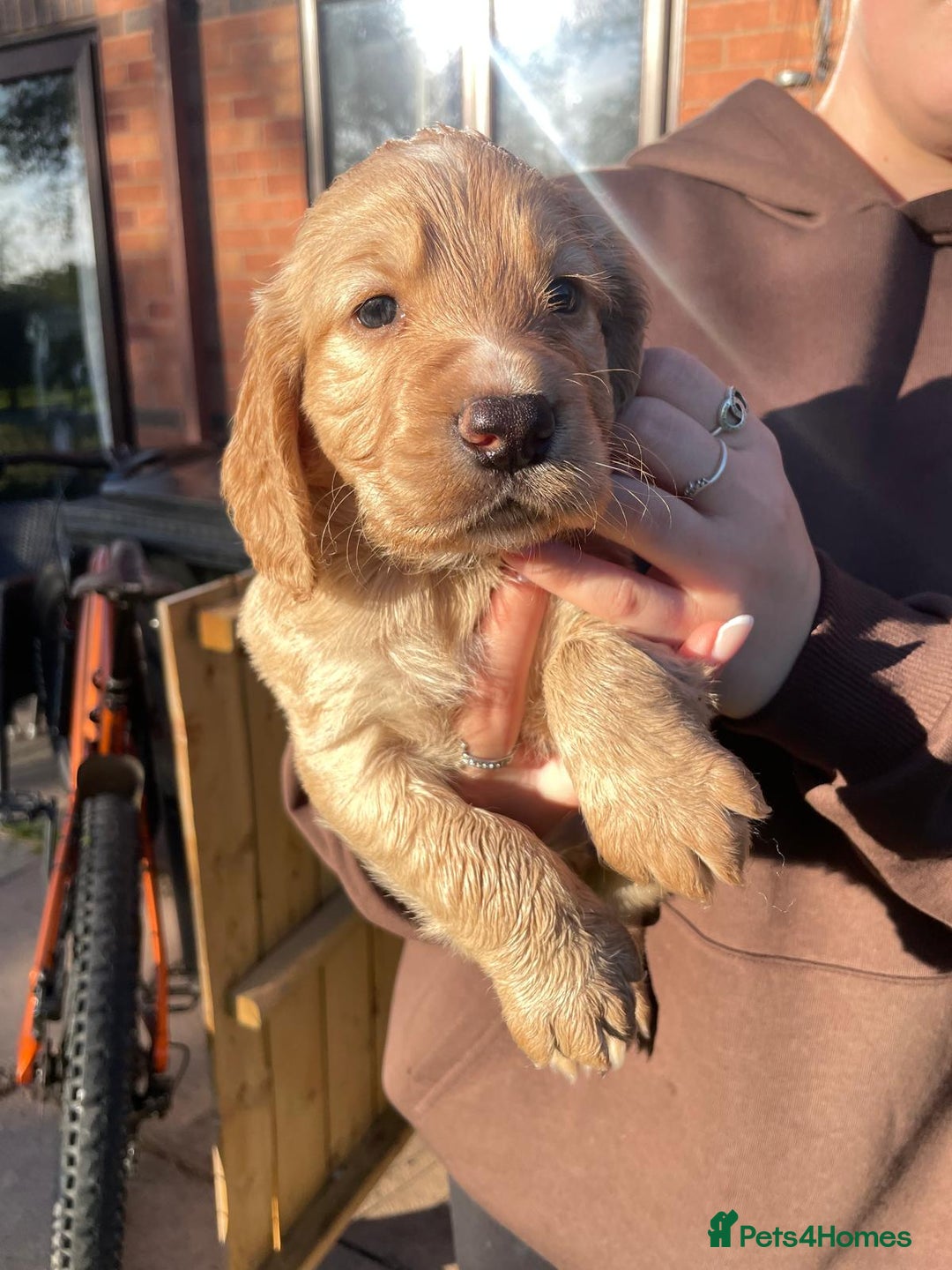 Cocker Spaniel dogs for sale: KC registered cocker spaniel pups for sale  - Image 3