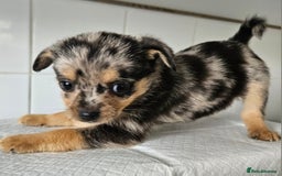 Pomchi dogs for sale: Wonderful pomchi puppies  - Image 1