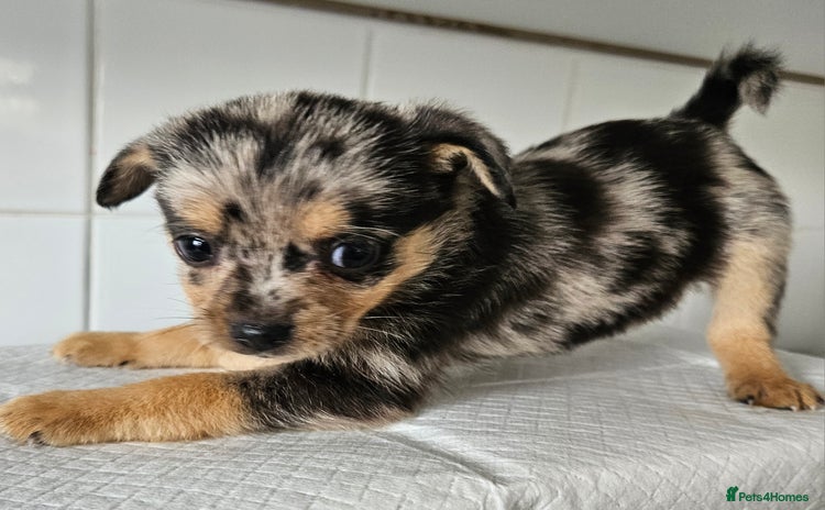 Pomchi dogs - Advert 1