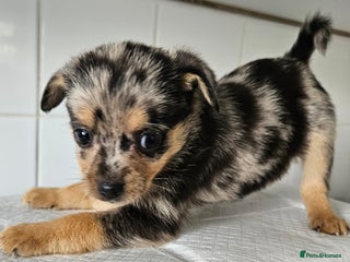 Pomchi dogs - Advert 27