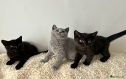 British Shorthair cats for sale: Ready to go pure breed British shorthair kittens - Image 12