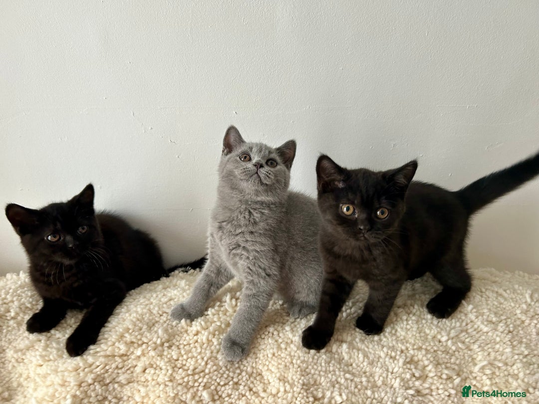 British Shorthair cats for sale: Ready to go pure breed British shorthair kittens - Image 12
