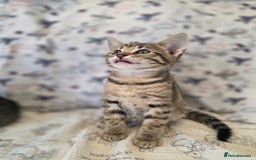 Maine Coon cats for sale: Maine coon x kittens - Image 4