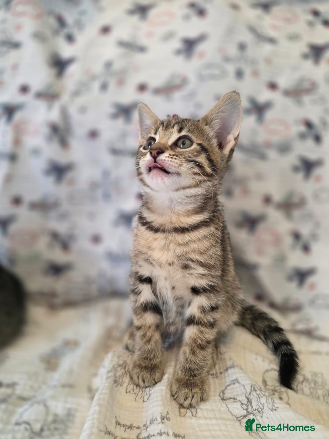 Maine Coon cats for sale: Maine coon x kittens - Image 4