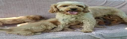 Cavapoochon dogs for sale: Gorgeous Cavapoochon Puppies  - Advert 21