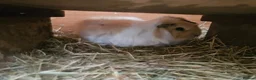 Guinea Pig rodents for sale: Beautiful sow needing a new partner and home  - Advert 3