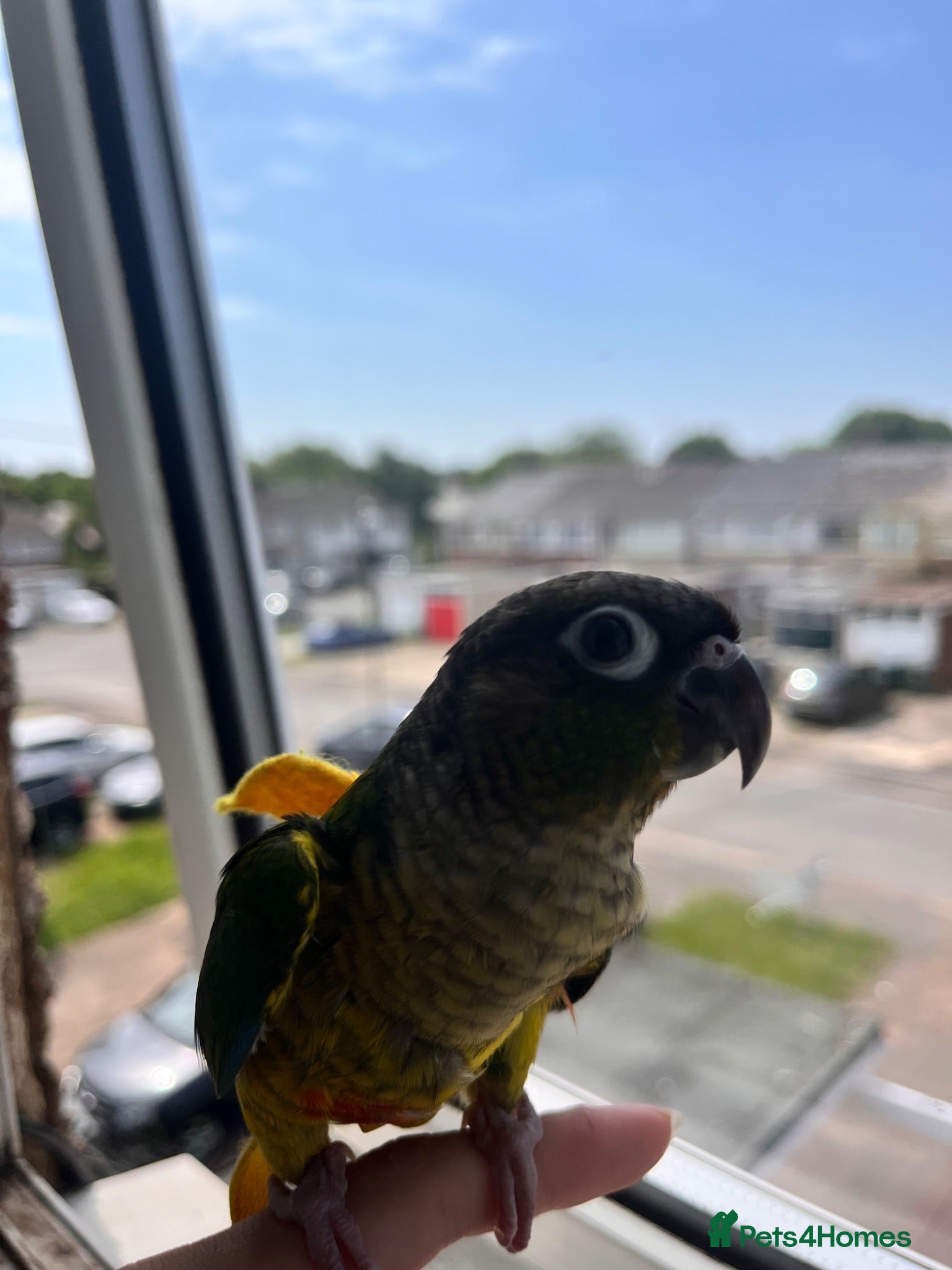 Conures birds Mr meto - Advert 8