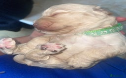 Cocker Spaniel dogs for sale: Cockerspaniel puppies x3 left  - Image 8