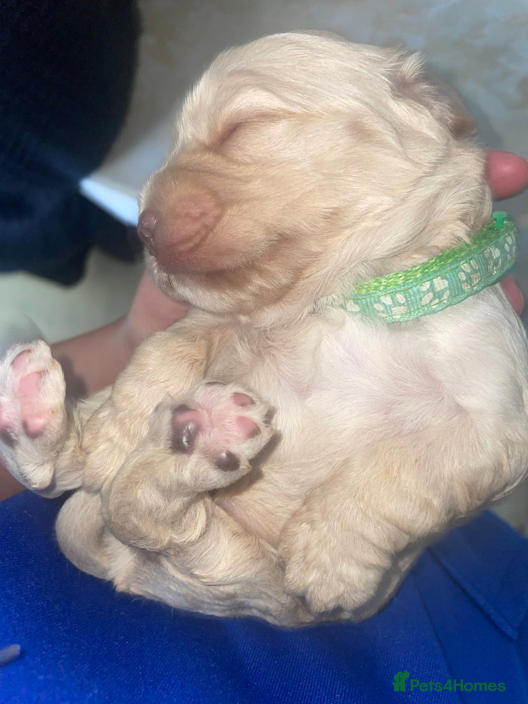 Cocker Spaniel dogs for sale: Cockerspaniel puppies x3 left  - Image 8