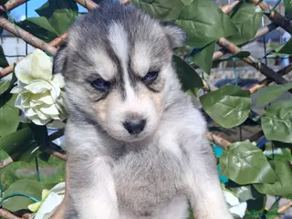 Pomsky dogs 7 beautiful pomskies - Advert 8