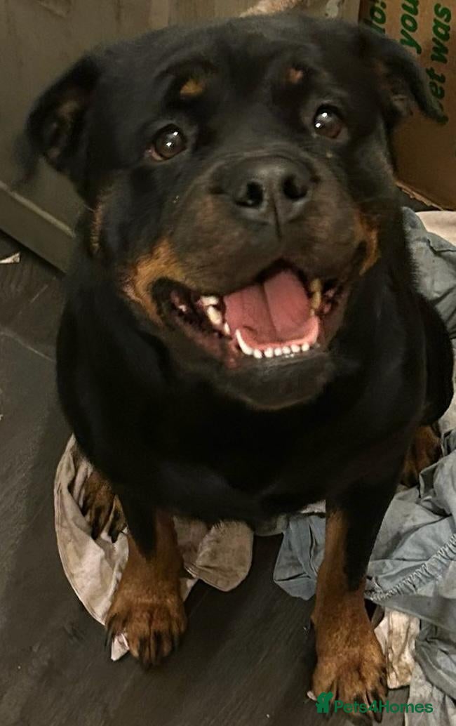 Rottweiler dogs Kc registered 2 years old female Rottweiler - Advert 6