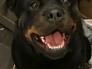 Rottweiler dogs Kc registered 2 years old female Rottweiler - Advert 6