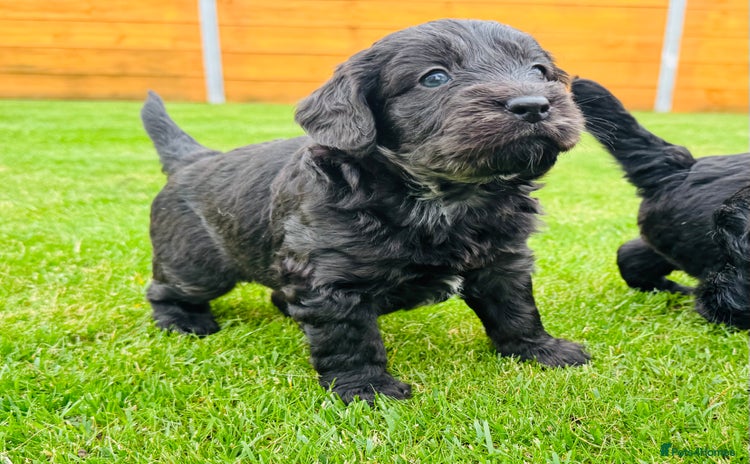Labradoodle dogs - Advert 9