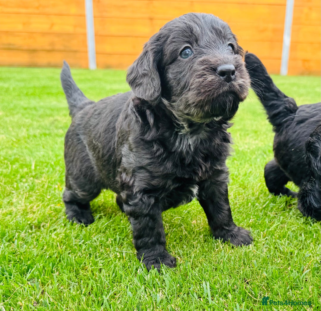Labradoodle dogs for sale: Chunky Labradoodle Babies 🐾🐾🐾 - Image 1