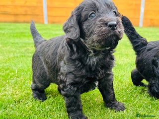 Labradoodle dogs - Advert 31