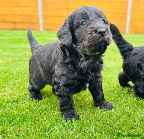 Labradoodle dogs - Advert 9