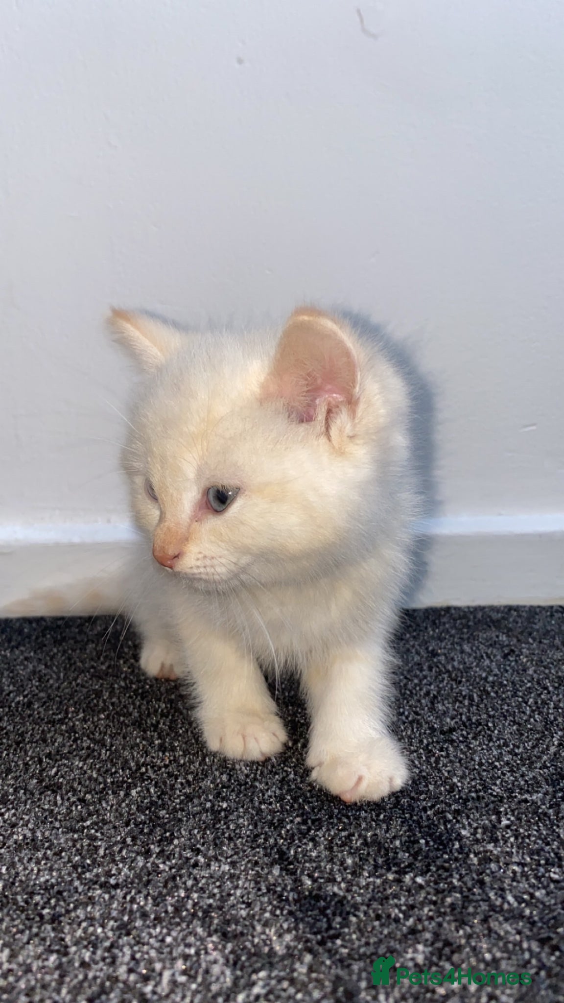 Siamese cats Fluffy flame point Siamese kitten - Advert 5