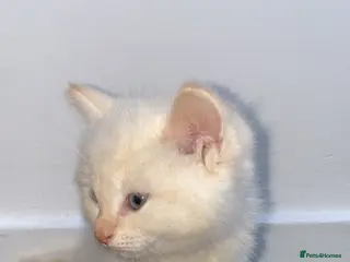 Siamese cats Fluffy flame point Siamese kitten - Advert 5