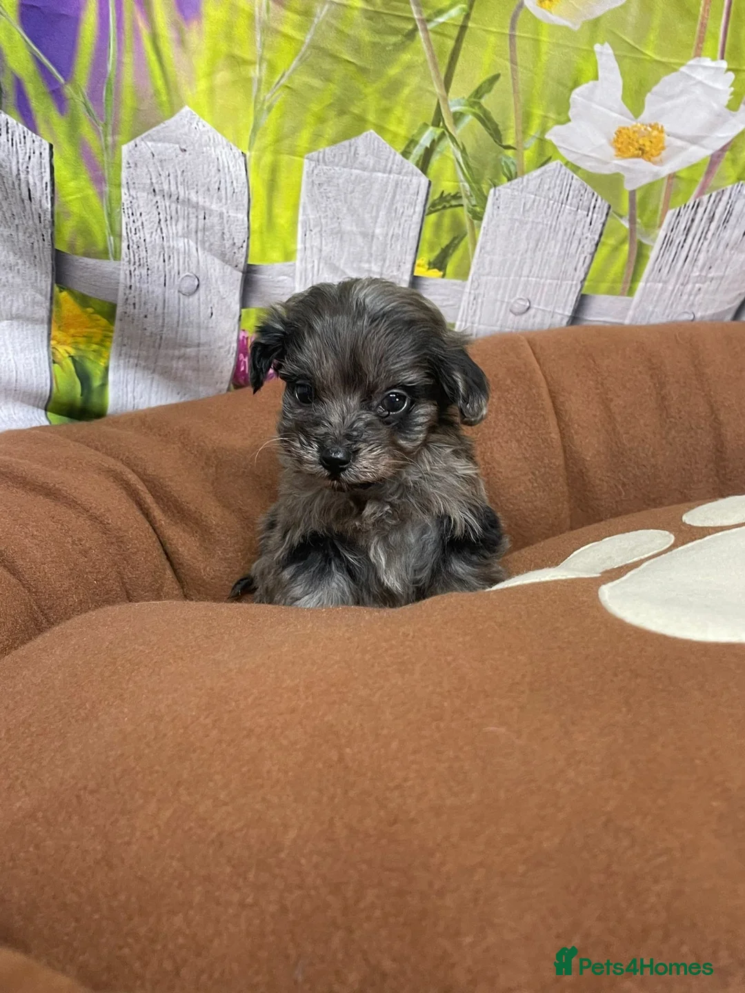 Cavapoo dogs for sale: F1B cavapoos ⭐️ - Advert 3