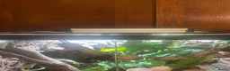 Gecko reptiles for sale: Stunning pair of breeding geckos - Advert 4