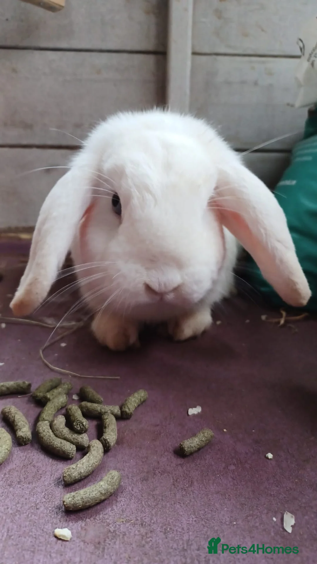 Mini Lop rabbits for sale: White mini-lop seeing a lovely home  in Farnham - Advert 5