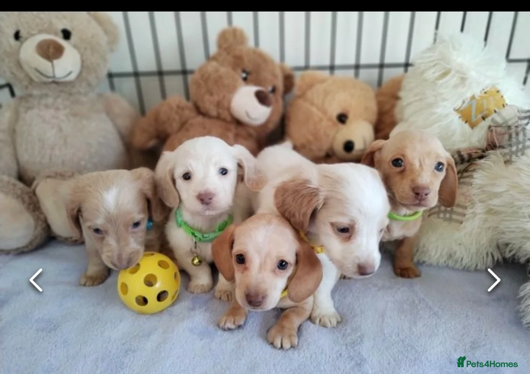 Miniature Dachshund dogs for stud: 🍦ALPHA mini cream Int/Int pied Smooth dachshund ! in Mexborough - Advert 25