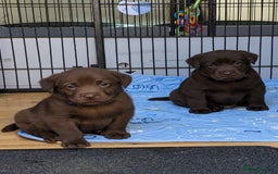 Labrador Retriever dogs for sale: KC Labrador Puppies Bred for Family Life - Image 4