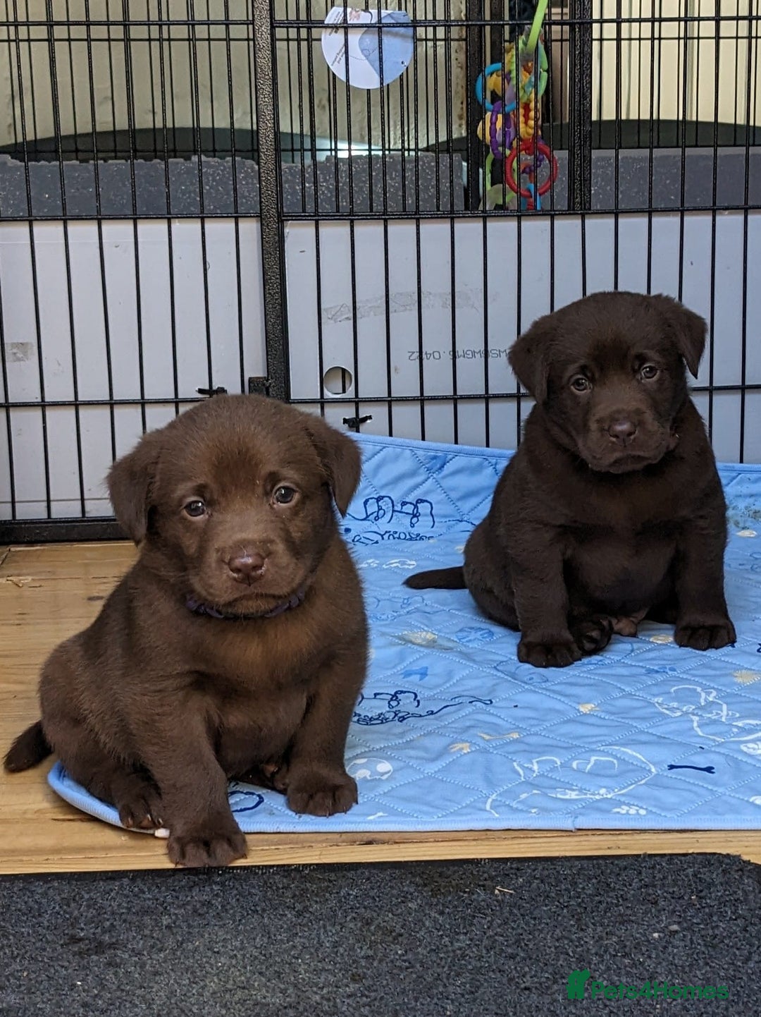 Labrador Retriever dogs for sale: KC Labrador Puppies Bred for Family Life - Image 4