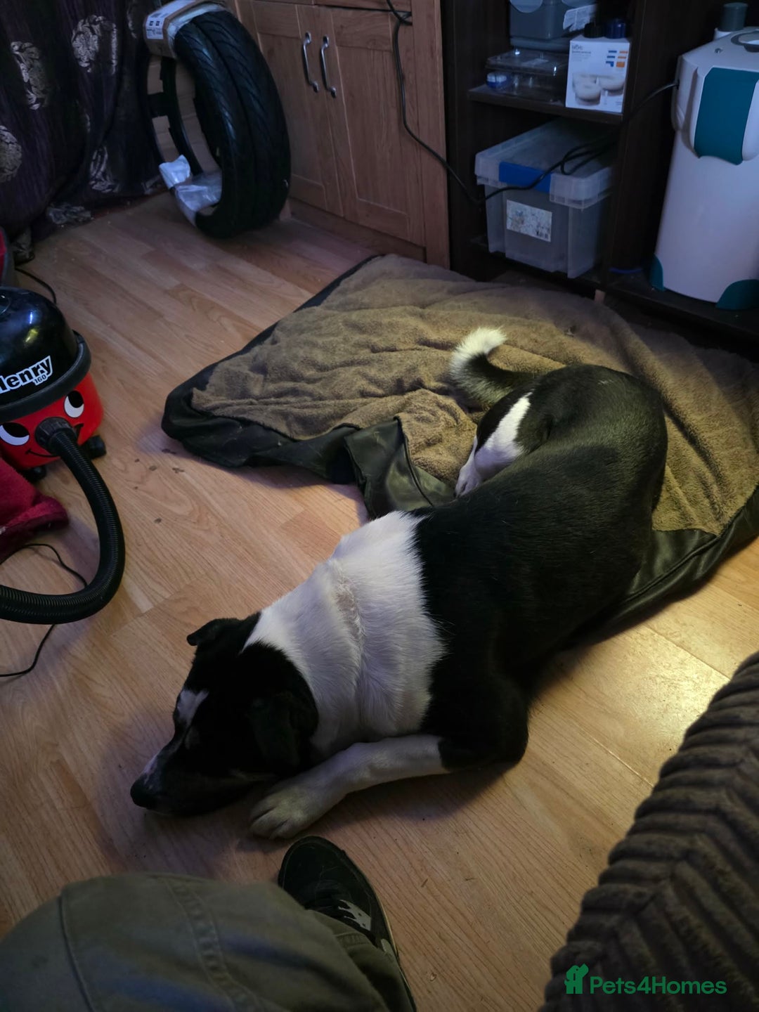 Mixed Breed dogs for sale: Nakita x staffie - Advert 2