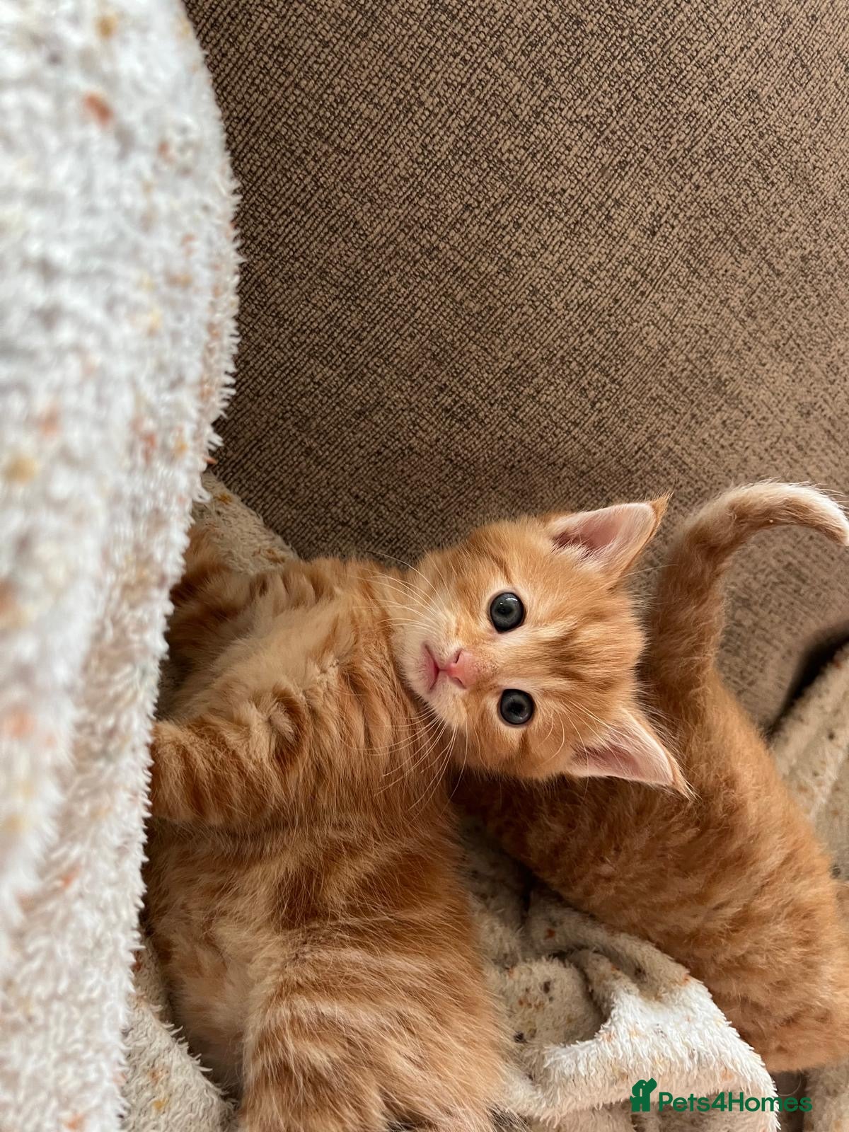 Mixed Breed cats 4 beautiful mixed breed rex kittens  - Advert 2