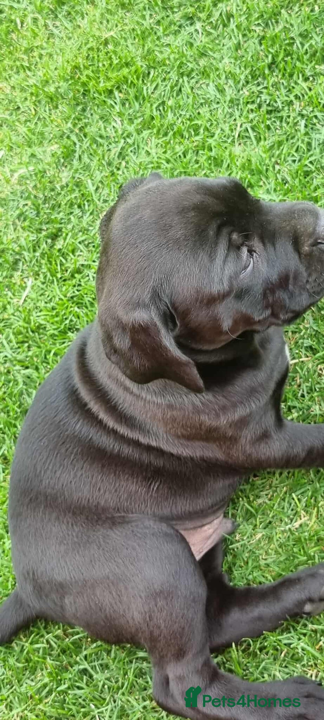 Mixed Breed dogs for sale: Ready to collect – Cane Corso puppies  - Image 16