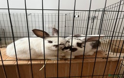 Mixed Breed rabbits for sale: Daphne and Velma need a loving home  - Image 1