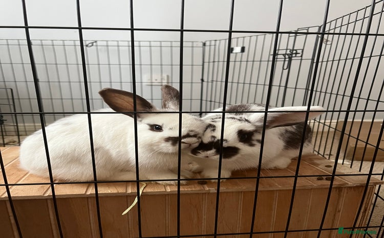 Mixed Breed rabbits - Advert 1