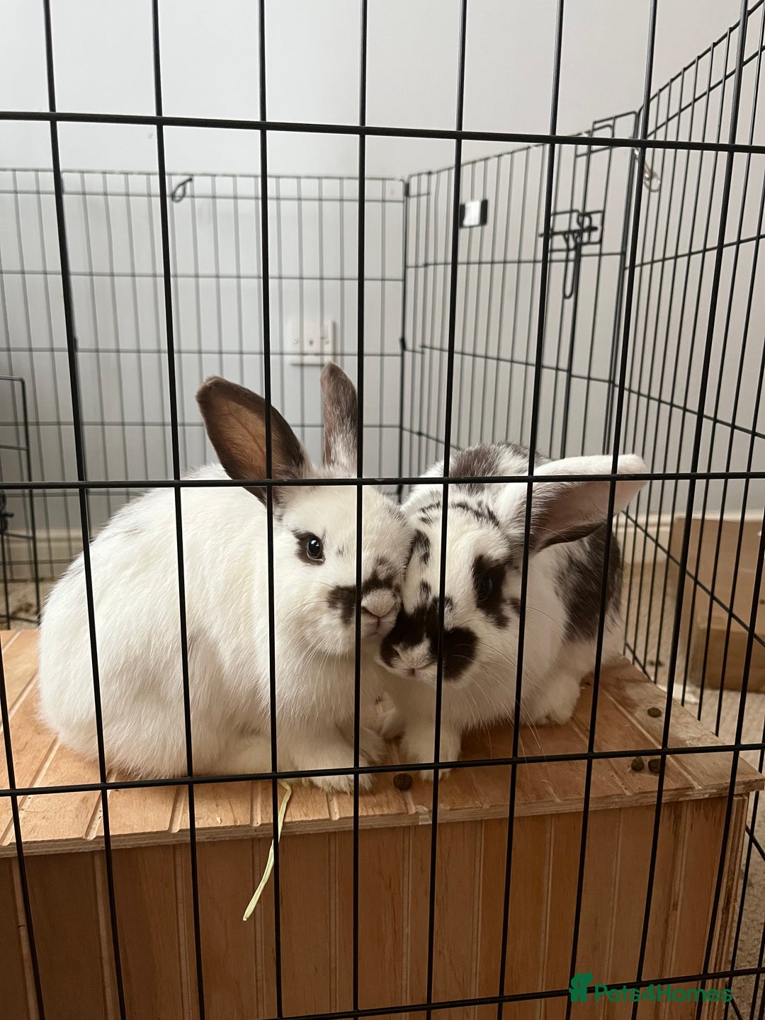 Mixed Breed rabbits for sale: Daphne and Velma need a loving home  - Image 1
