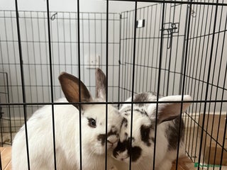 Mixed Breed rabbits - Advert 19