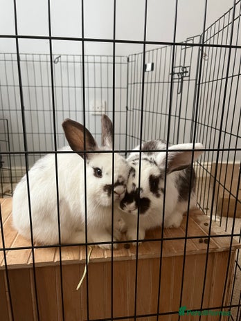 Mixed Breed rabbits Daphne and Velma need a loving home - Advert 19