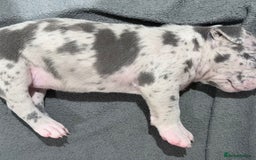 American Bully dogs for sale: Abkc Pocket Bully X Abkc classic Bully puppies - Image 38