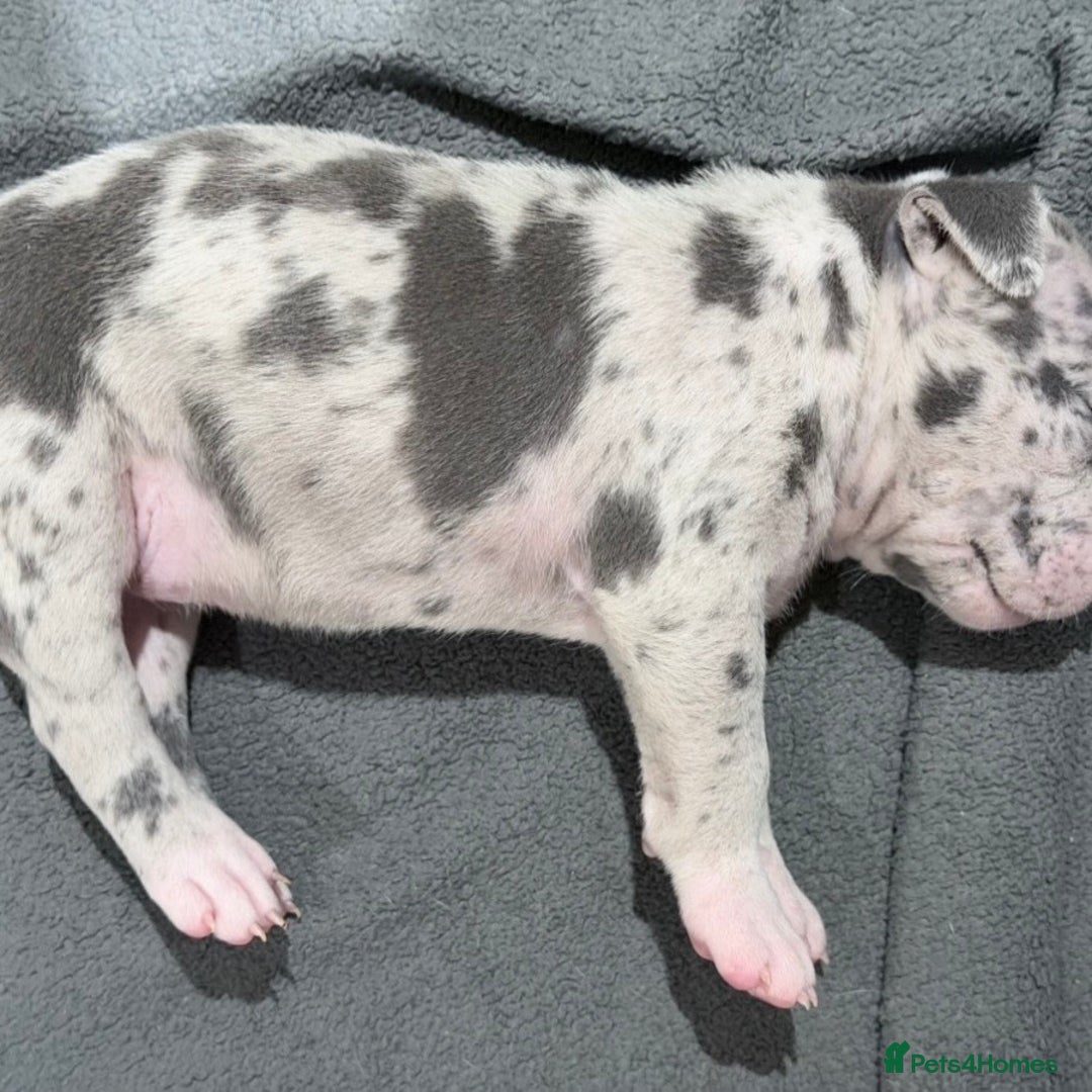 American Bully dogs for sale: Abkc Pocket Bully X Abkc classic Bully puppies - Image 38