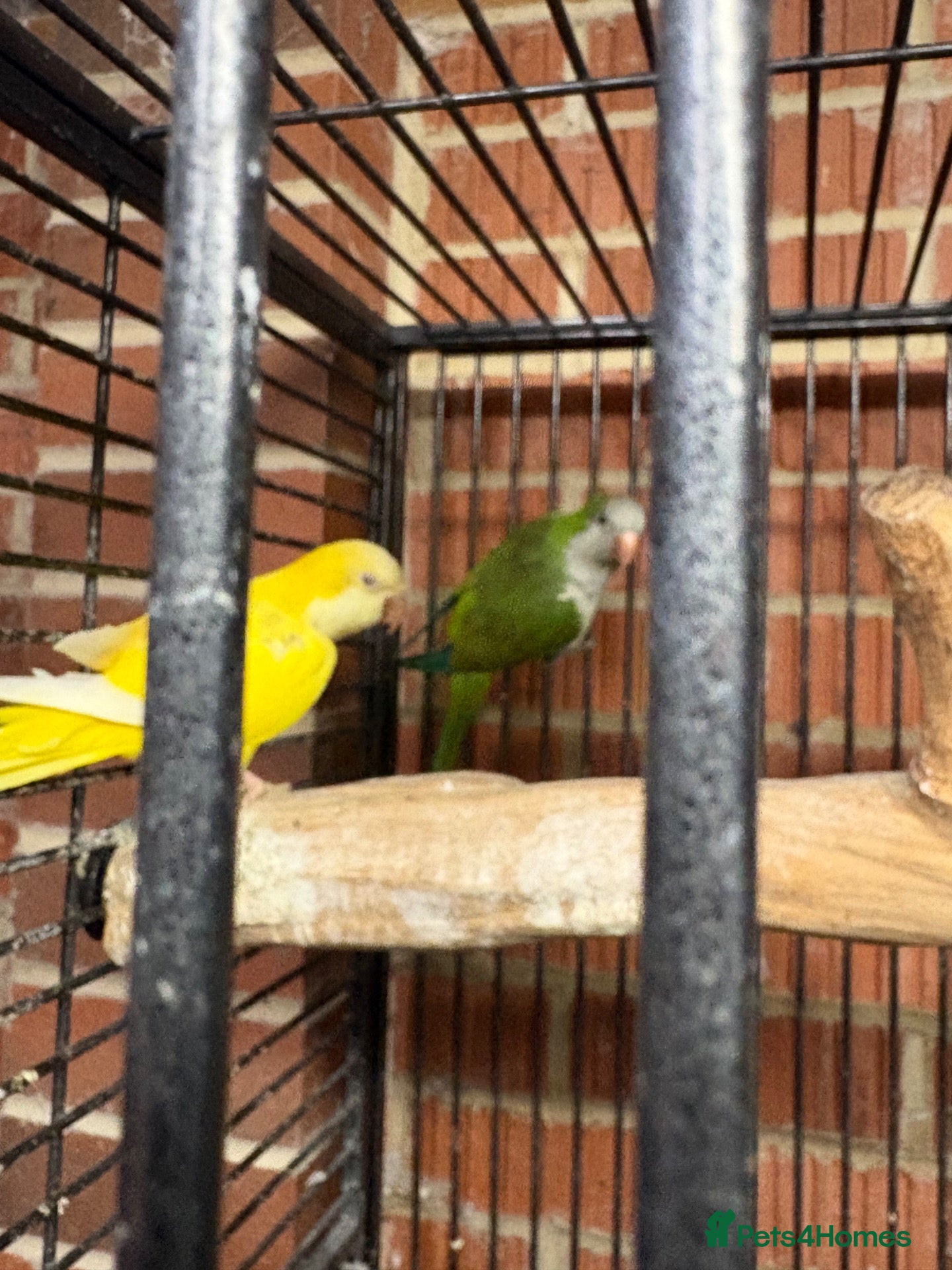 Parakeets birds for sale: Pair of adult monks parakeets - Advert 1