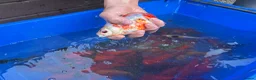 Koi Carp fish for sale: Pond closure  in West Bromwich - Advert 26