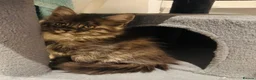Maine Coon cats for sale: Absolutely gorgeous Maine Coon cross Kittens - Advert 15