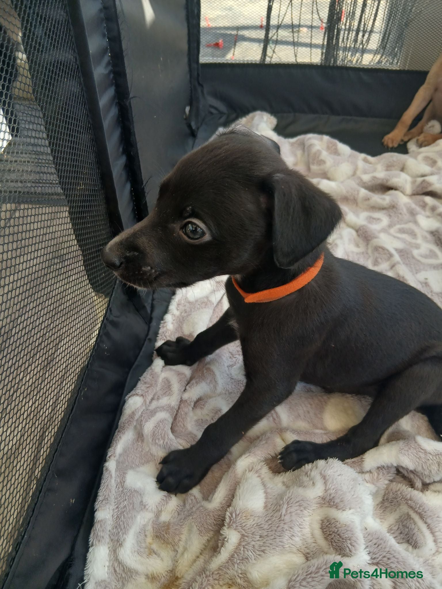 Mixed Breed dogs whippet / greyhound saluki whippet - Advert 19