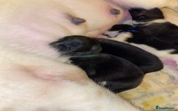 Akita dogs for sale: Beautiful American Akita Puppies  - Advert 29