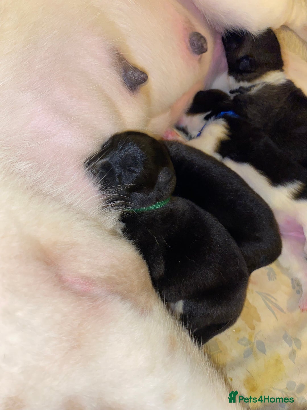 Akita dogs for sale: Beautiful American Akita Puppies  - Advert 29