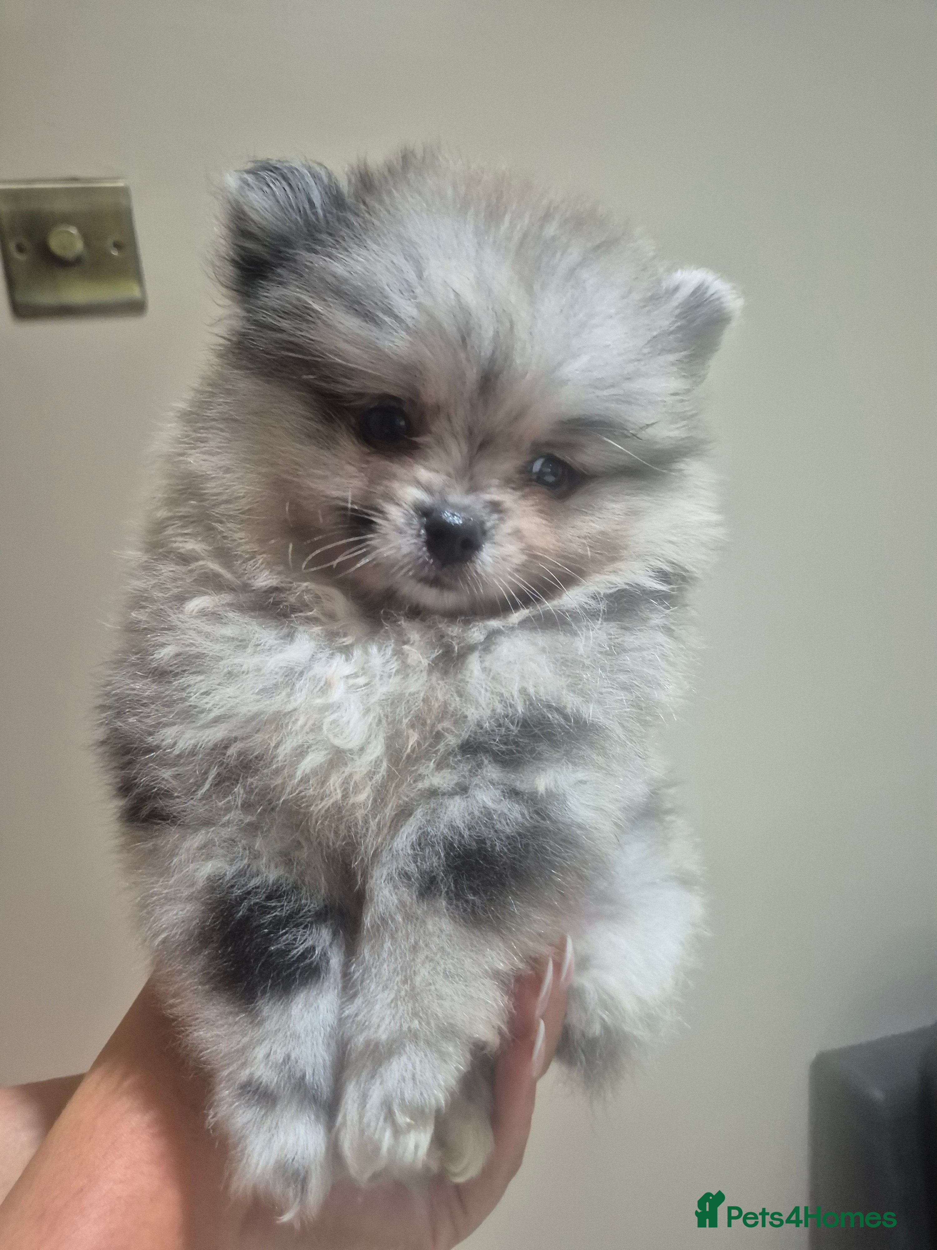 Pomeranian dogs  **  russianxpolish teddy bear Pomeranian  - Advert 1