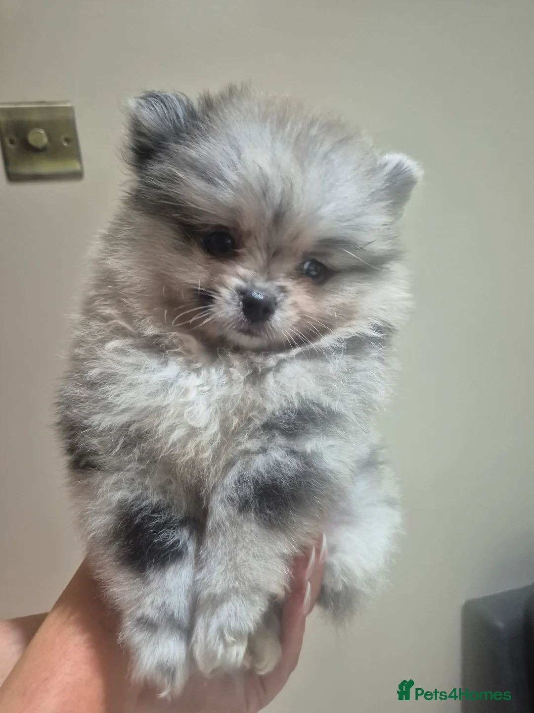 Pomeranian dogs for sale:  **  russianxpolish teddy bear Pomeranian  - Advert 1