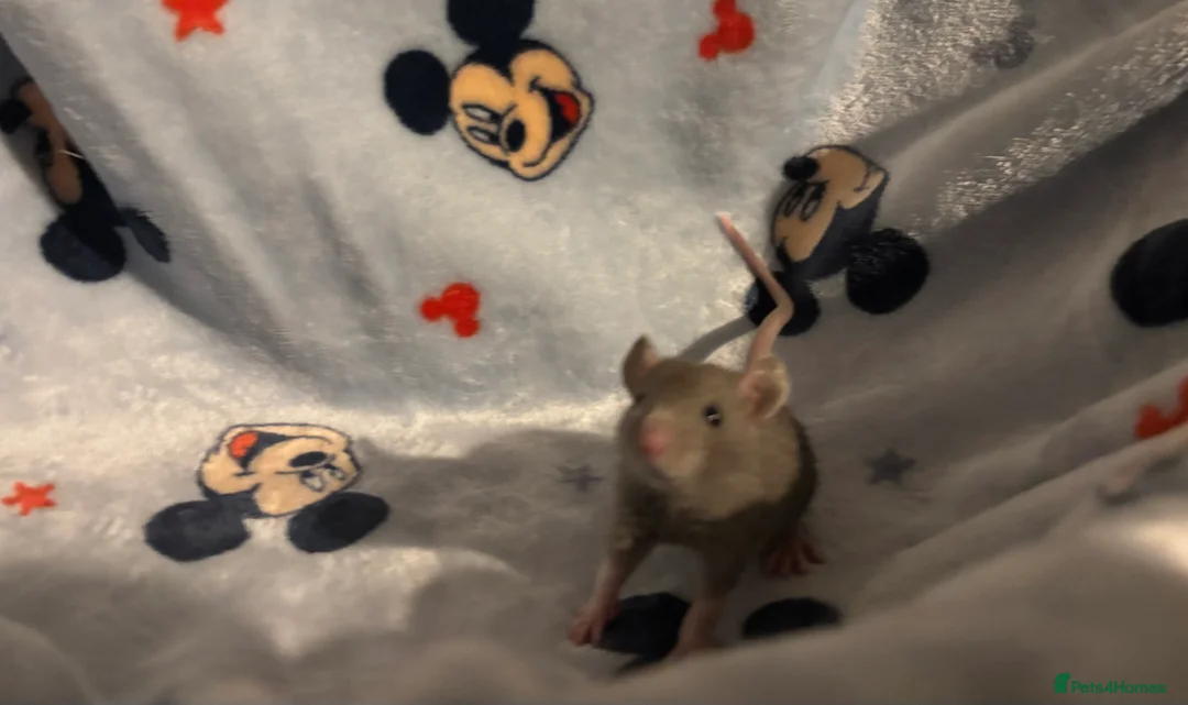 Rat rodents for sale: Gorgeous boys available now! - Advert 4